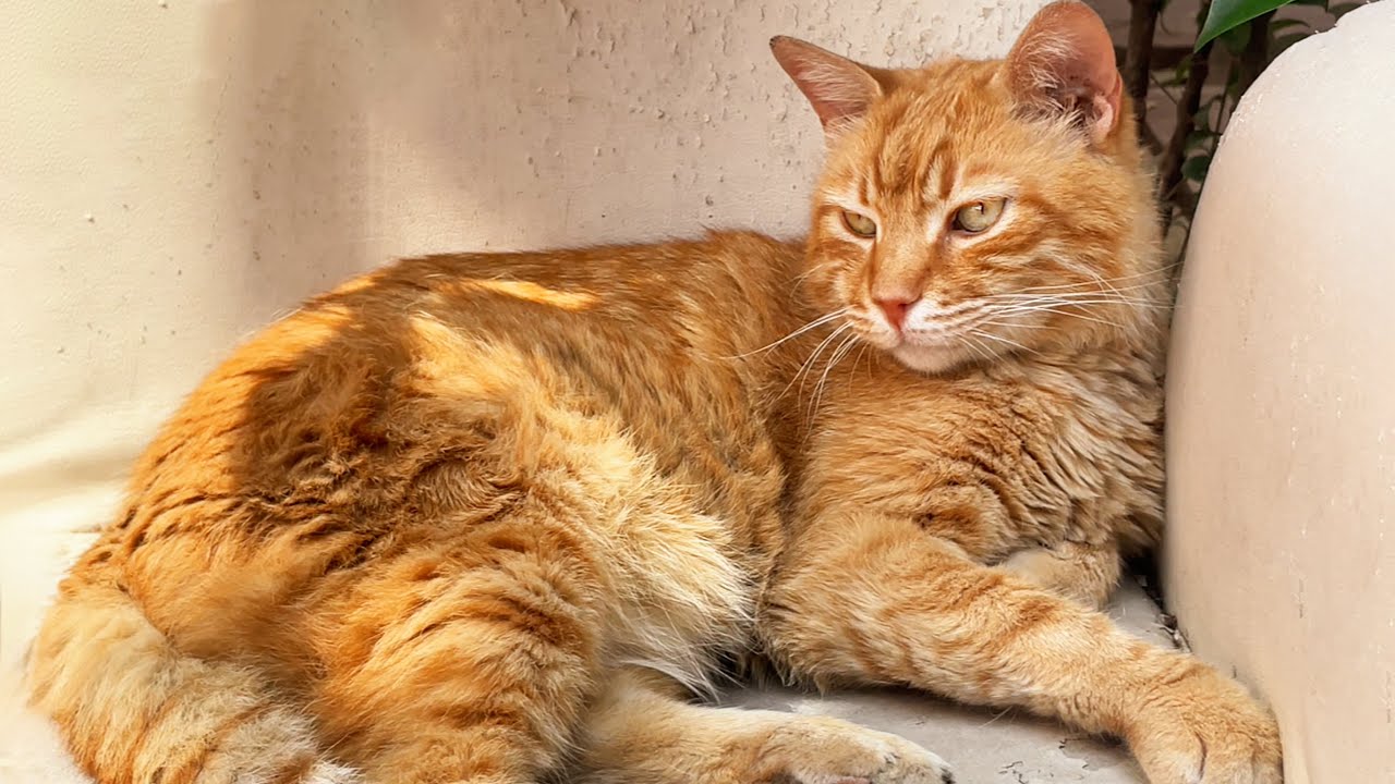 Cat Friendship 🐾 Two Stray Cats, One Chair – The Cutest Little Drama Unfolds! 🐾