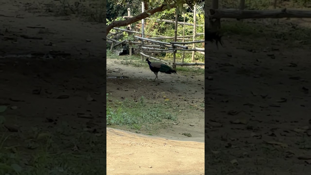 Peacock on hunt .
