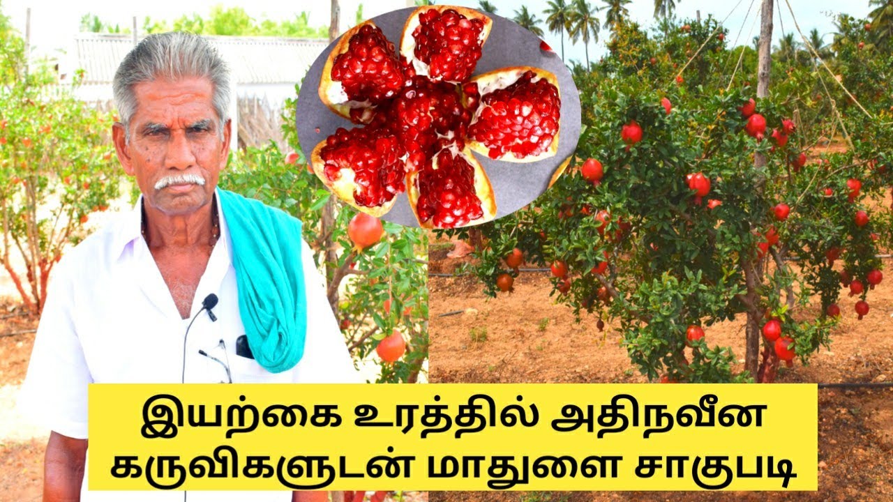 நட்டவுடன் காய்க்கும் மாதுளை பழம் சாகுபடி இயற்கை முறையில் அசத்தும் விவசாயி