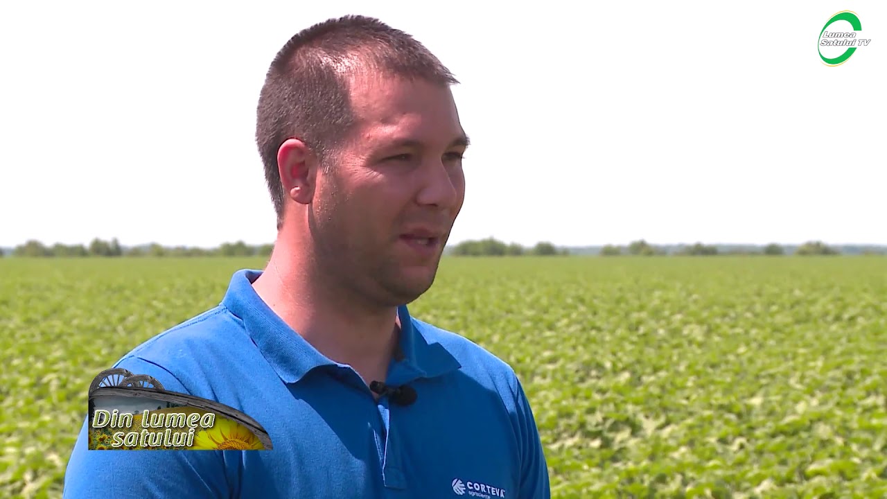 Cum să maximizezi producția la floarea-soarelui