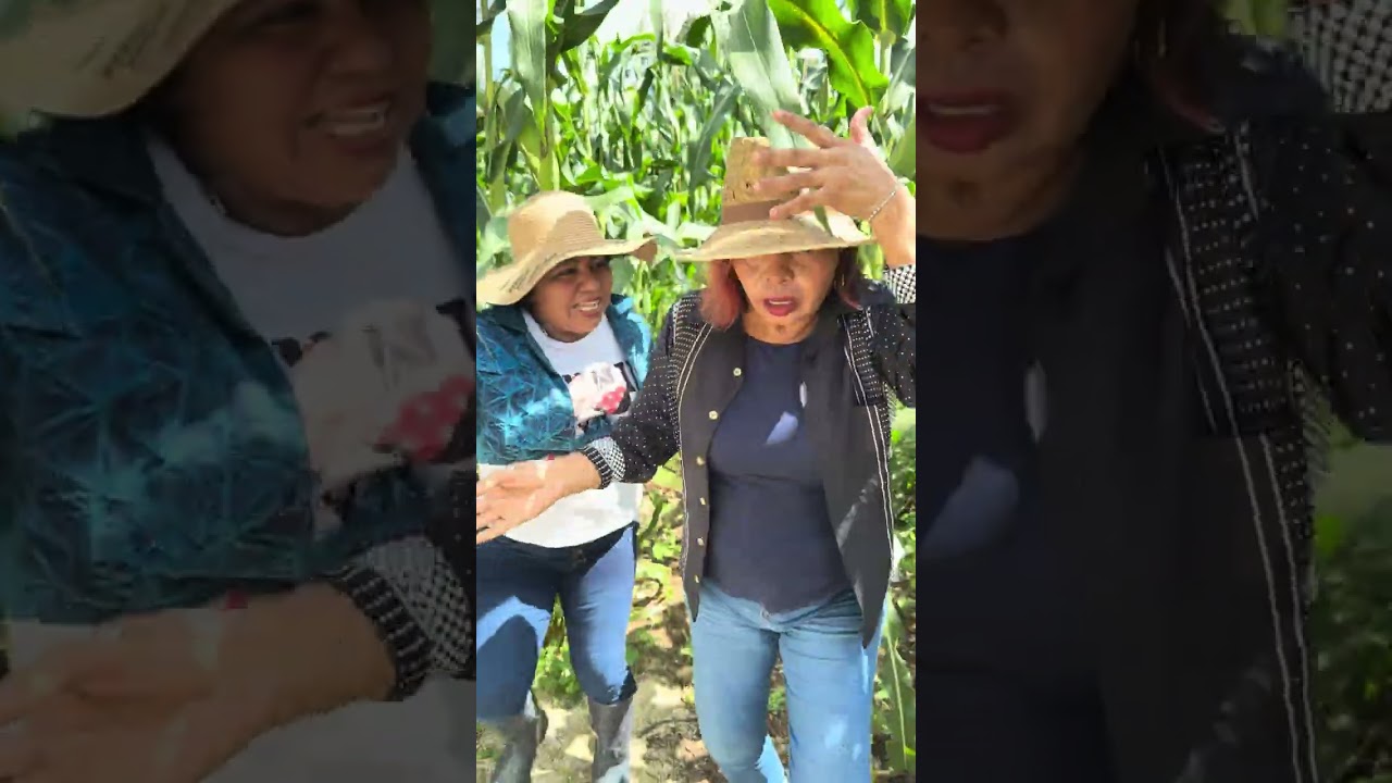 AY SEÑOR PAPACITO LINDO (Se metieron a robar  elotes)
