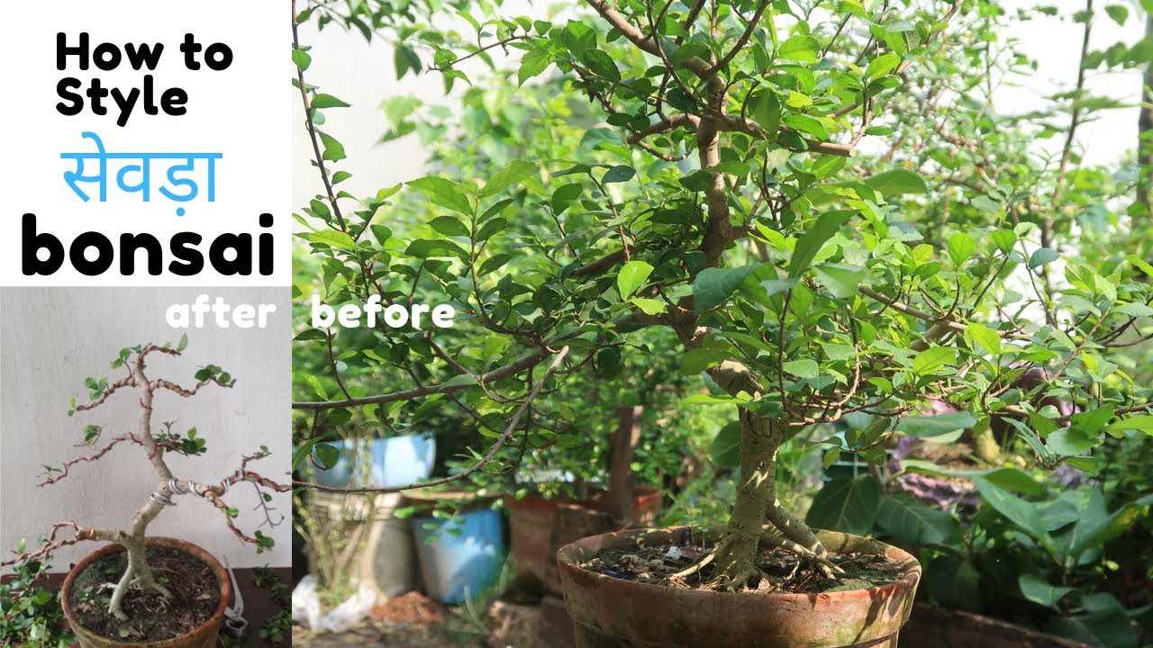 Bonsai Styles | How to Style सेवड़ा  (Streblus Asper)Bonsai