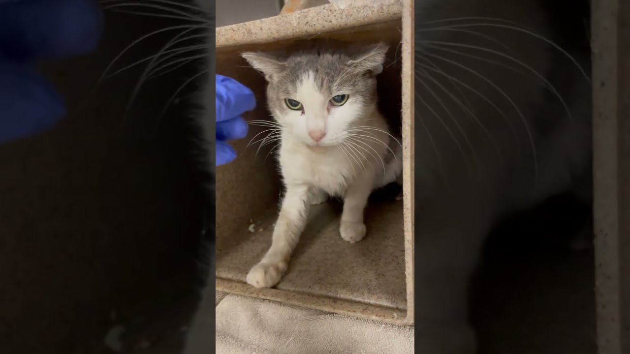 Bubbles ACCT A-177845 loves pets!