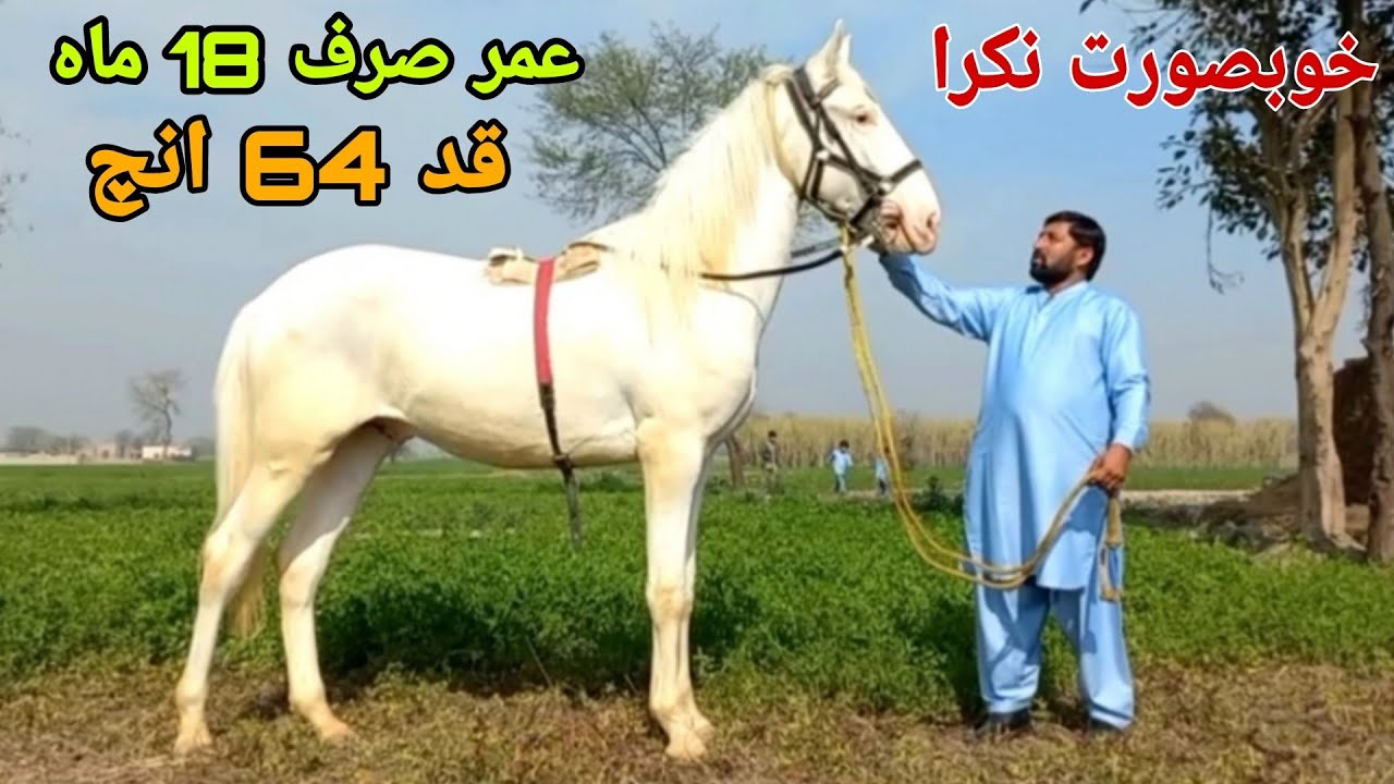 Most beautiful nukra|hight 64 in|age 18 month|For sale in Jhang punjab Pakistan