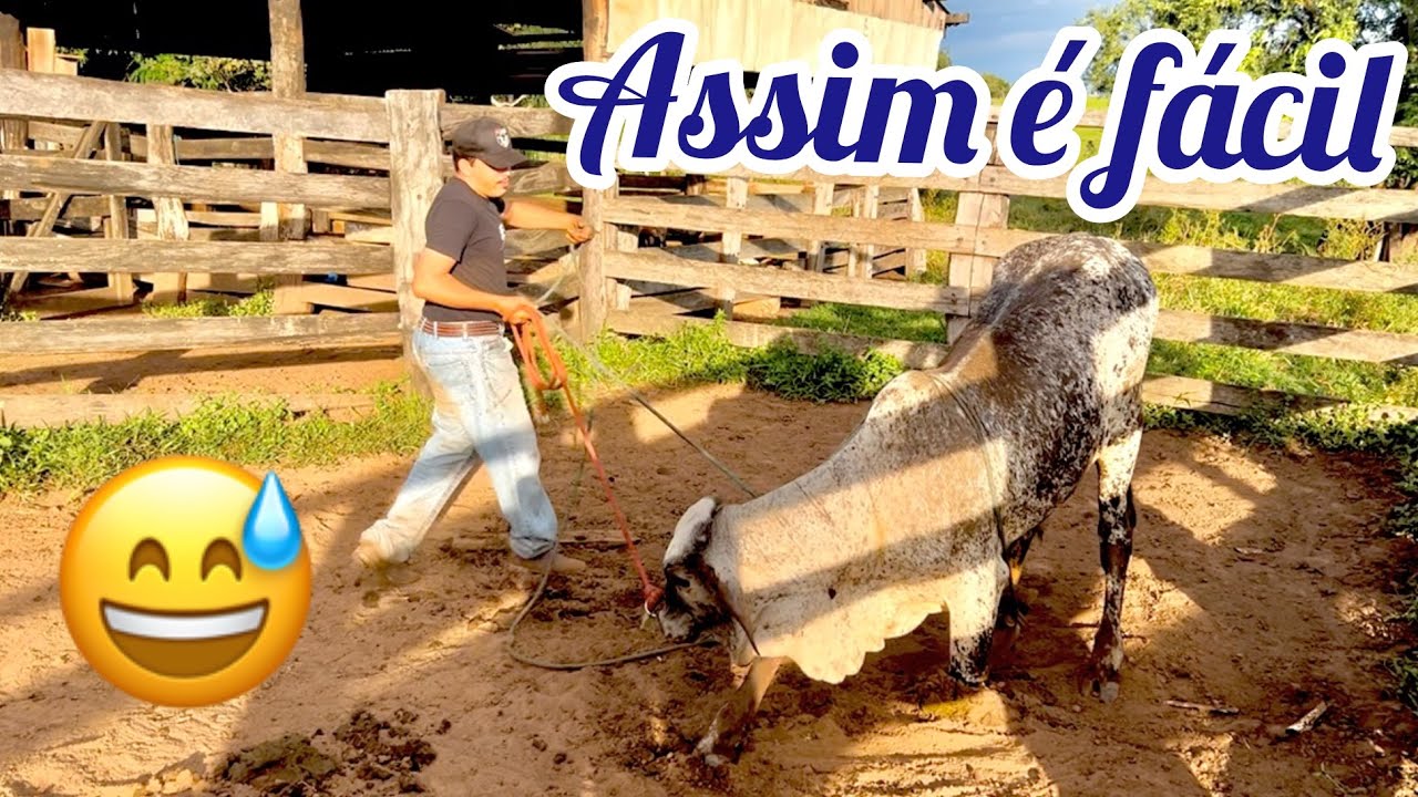 COMO ENSINAR O BOI DEITAR EM SÓ UM DIA DE DOMA 🙏🏽🤠