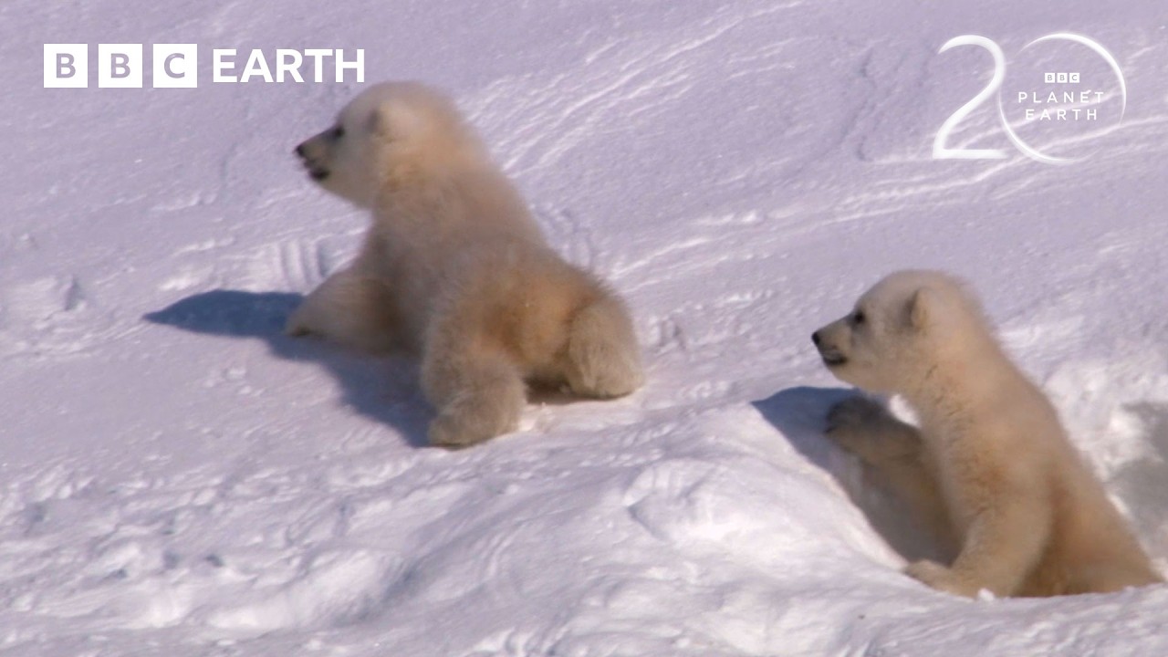 Młode niedźwiedzie polarne stawiają pierwsze kroki | 20 lat Planety Ziemia | BBC Earth