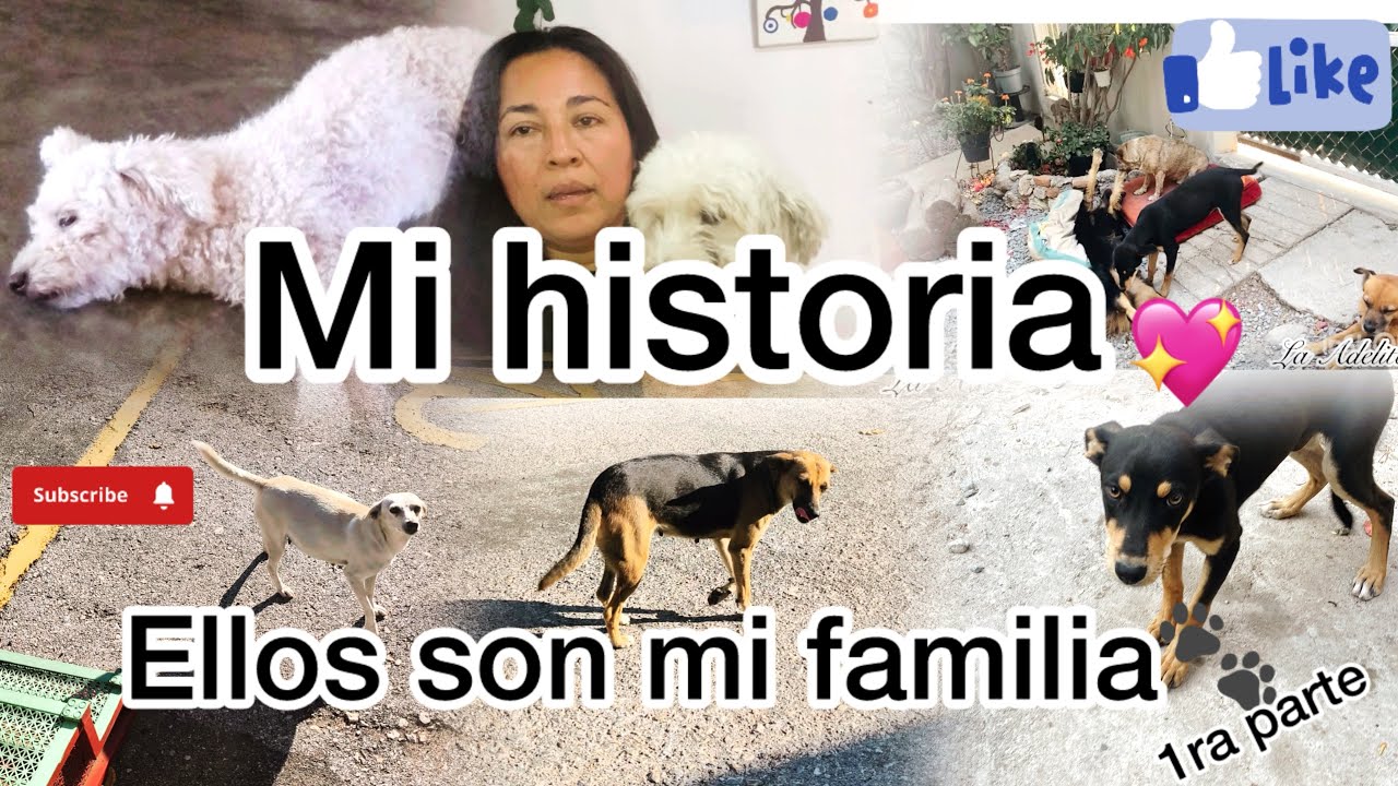 ✨ Mi HISTORIA cuidando PERRITOS Y GATITOS 🐈‍⬛ 🐾 Rescatados de la CALLE 🙏♥️
