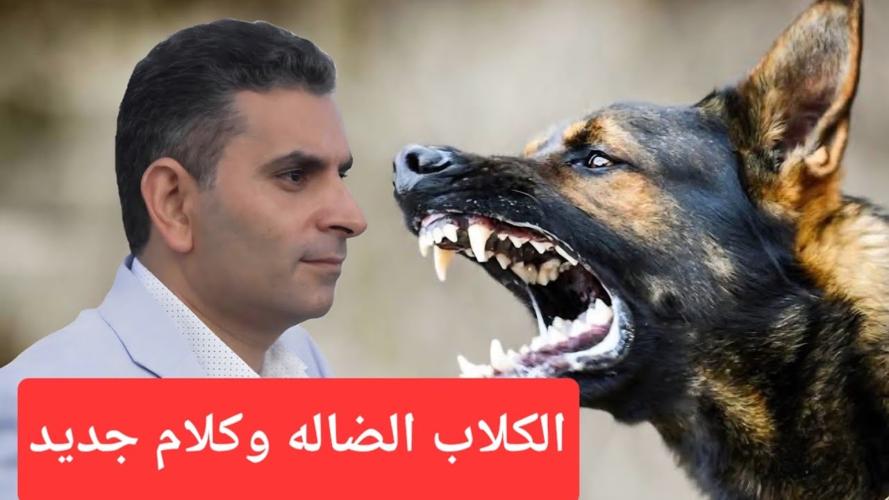 الكلاب الضاله وافضل الحلول وكلام جديد ومهم #دكتوروليدشوقى