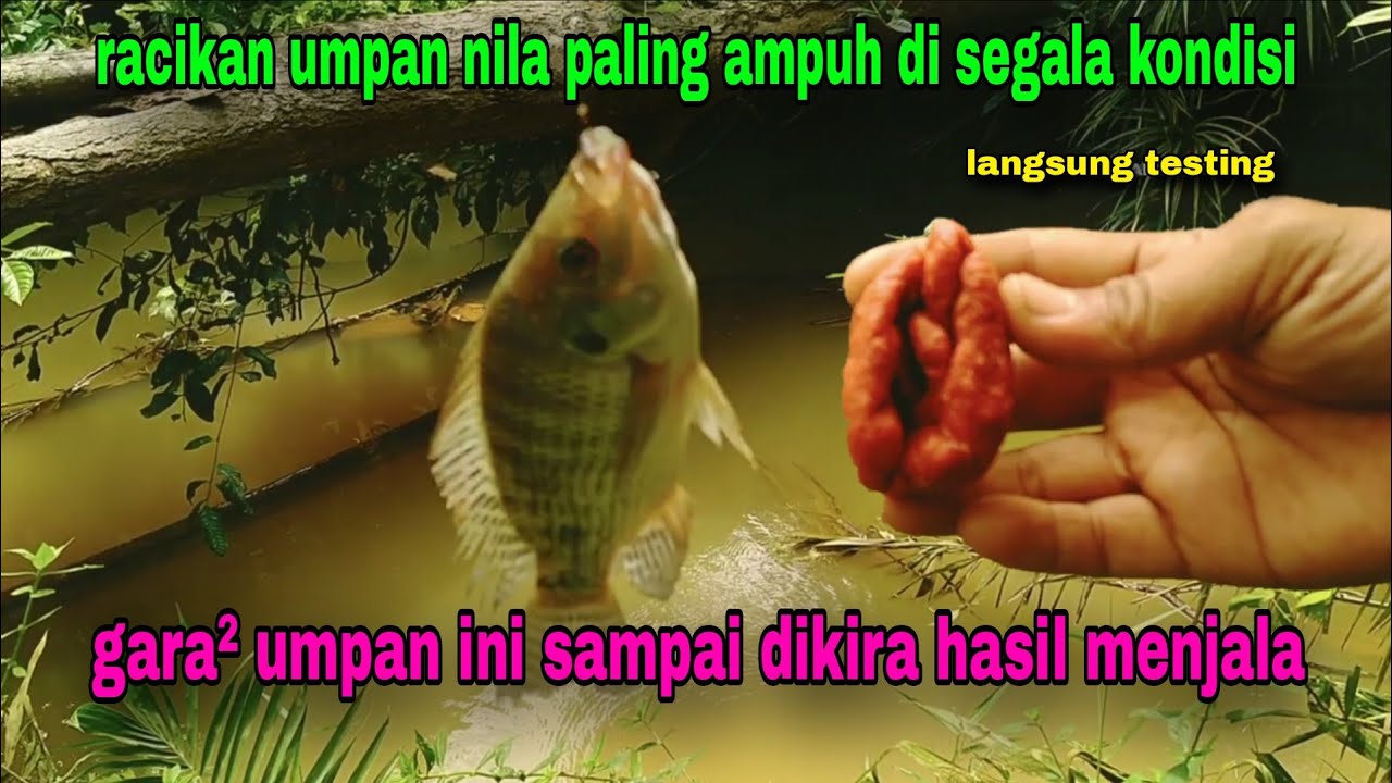 Satu satunya di asia umpan paling ampuh untuk mancing ikan nila atau mujaer susah makan #85