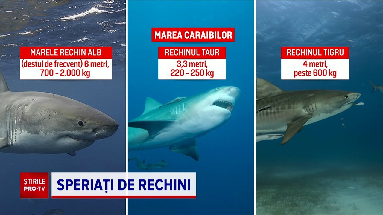 Care sunt speciile de rechin din locațiile frecventate de turiștii rom&acirc;ni