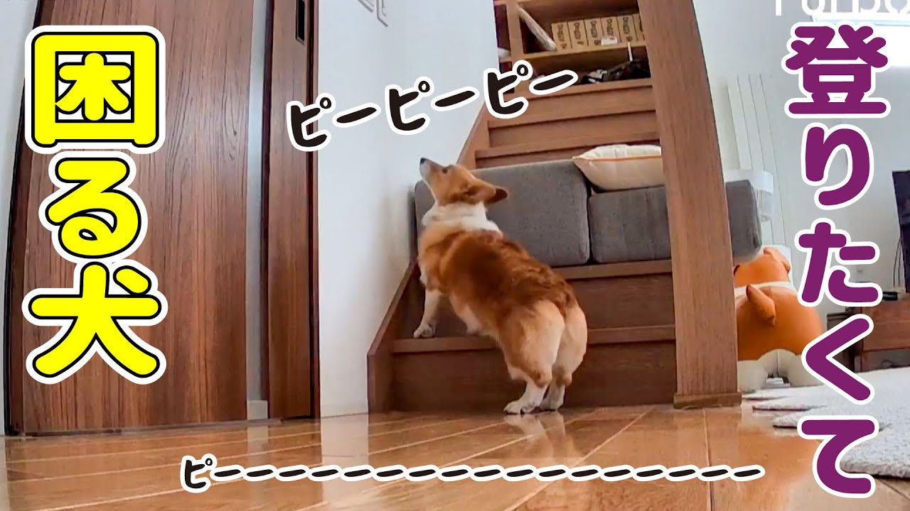 絶対ダメ！階段を登る犬を阻止することにしました