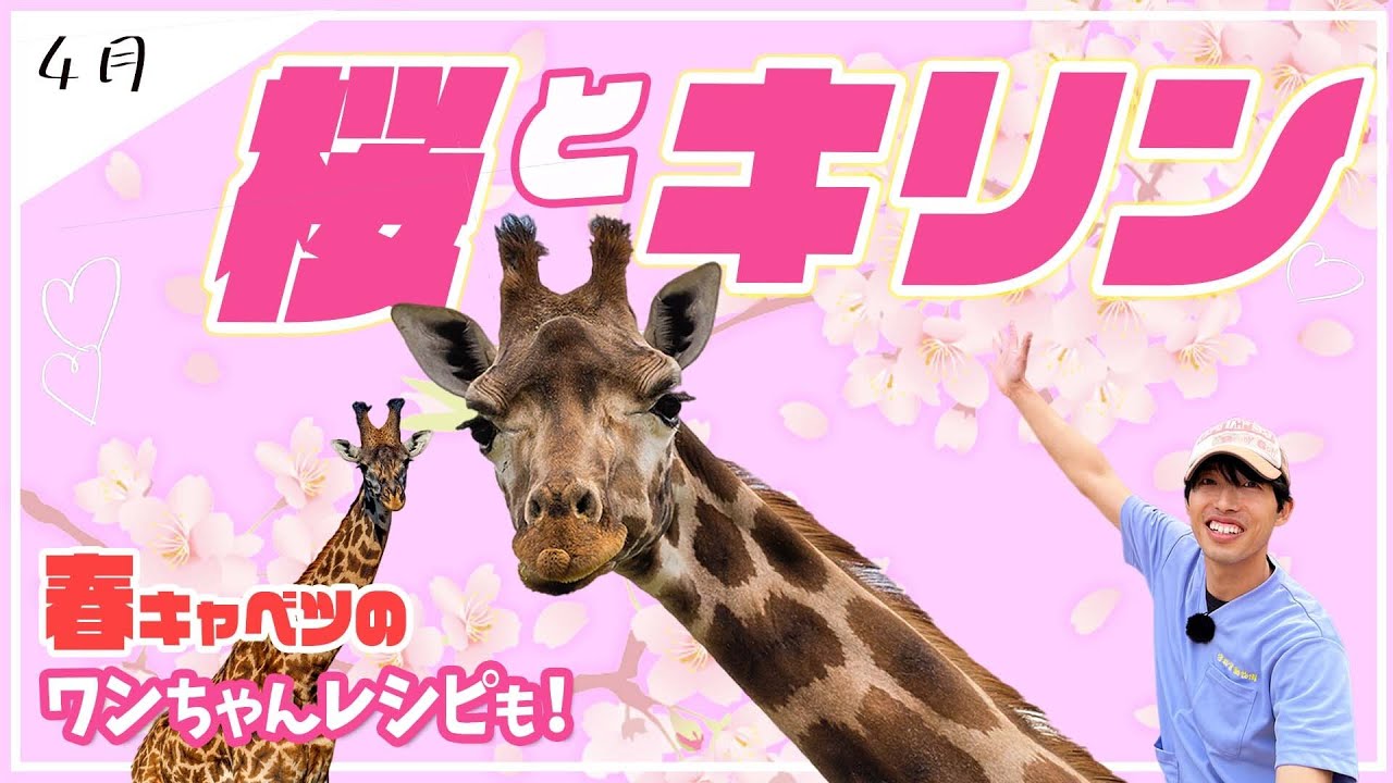 🌸春のキリン大特集！桜とキリンの絶景コラボ🦒【宇都宮動物園】ワンちゃんレシピ付き♪