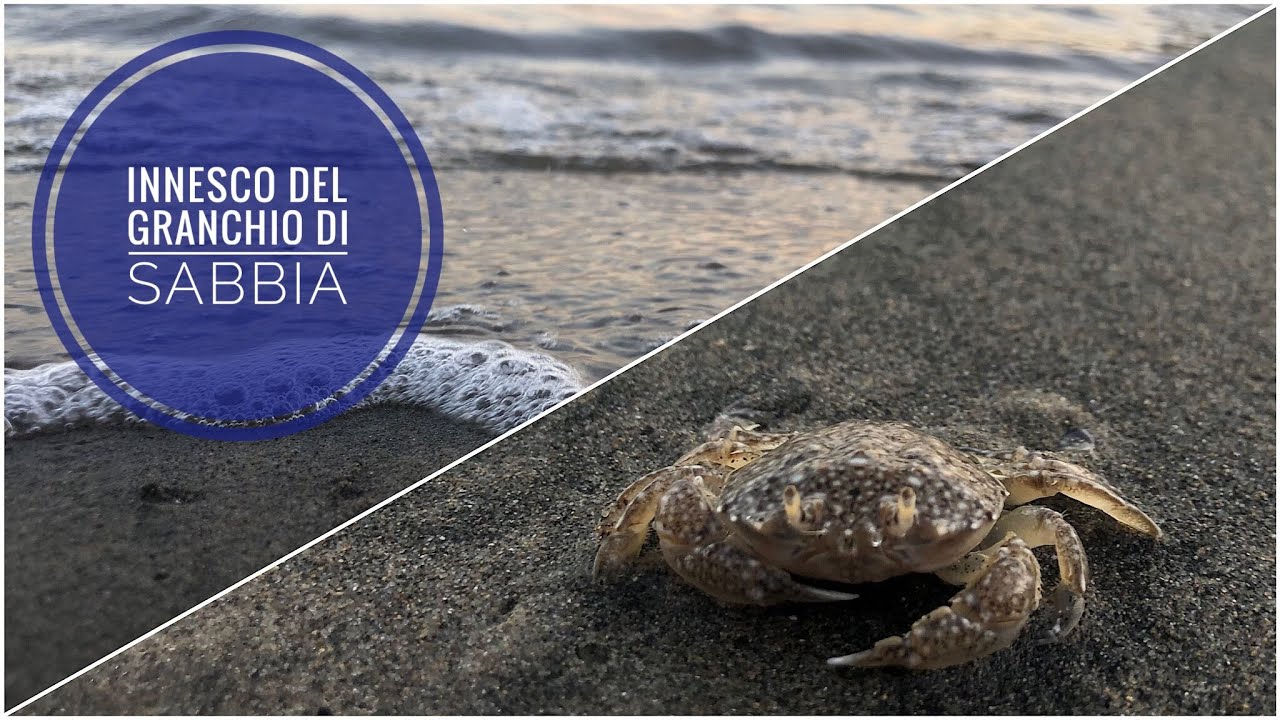 Innesco del GRANCHIO di sabbia - Pesca all'orata / Sand crab for sea bream fishing