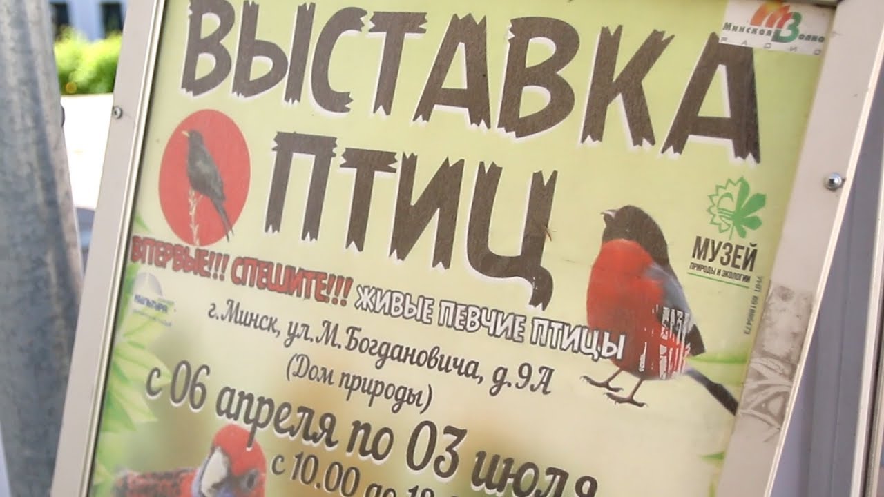Выставка голубей и певчих птиц в Минске Павла Рутя 2018.