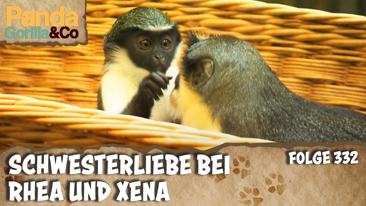 Dianameerkatzen auf Tuchfühlung und Azubis im Streichelzoo| Panda, Gorilla & Co.