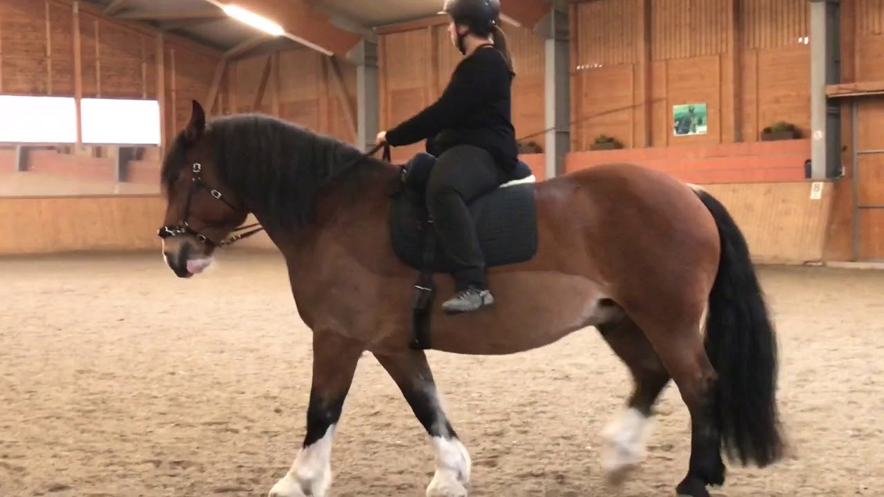 Akademische Reitkunst Seminar Bent Branderup