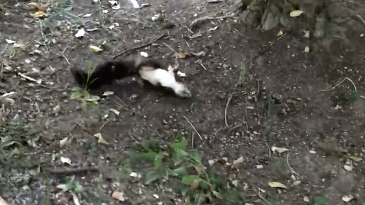 Un homme trouve un animal tremblant par terre. Lorsqu'il le ramasse, il sait qu'il doit agir vite