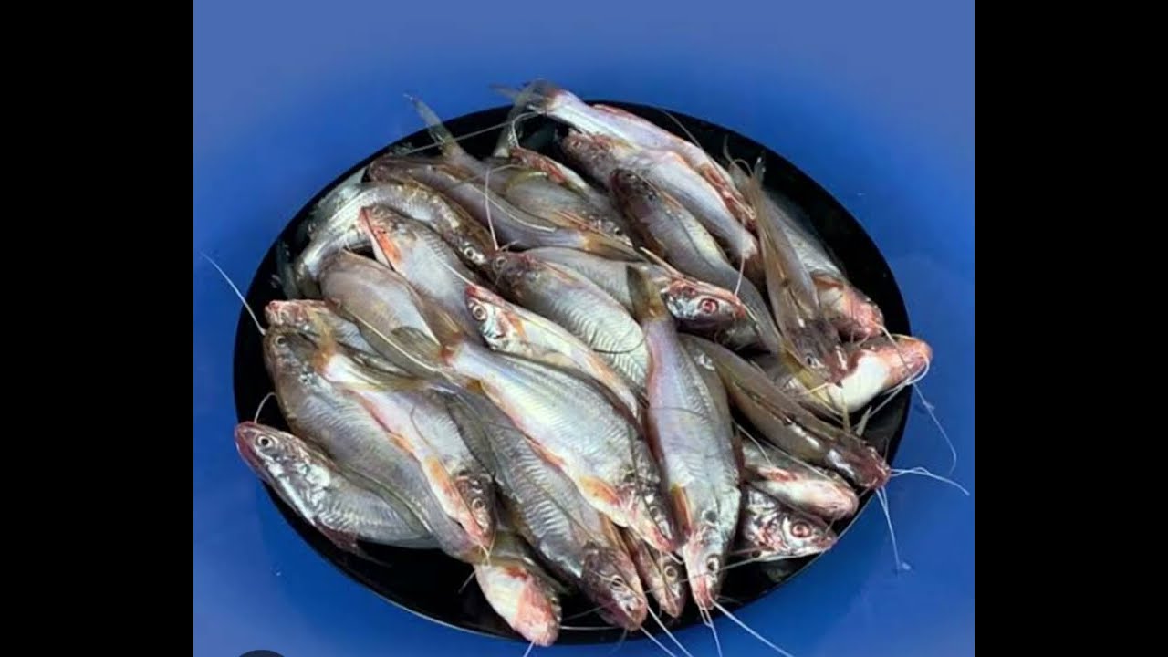 Golsha Tengra Fish Recipe in English 