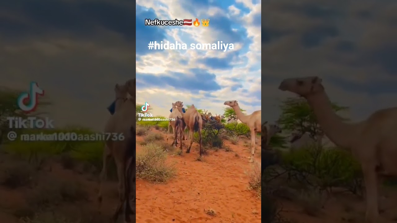 #hidaha iyo #dhaqanka #somaliya #subscribe #like