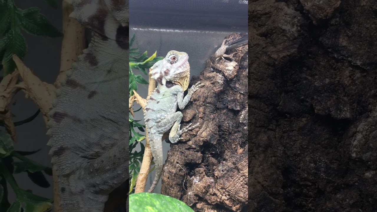 MOC Reptiles: Lophosaurus boydii tong feeding