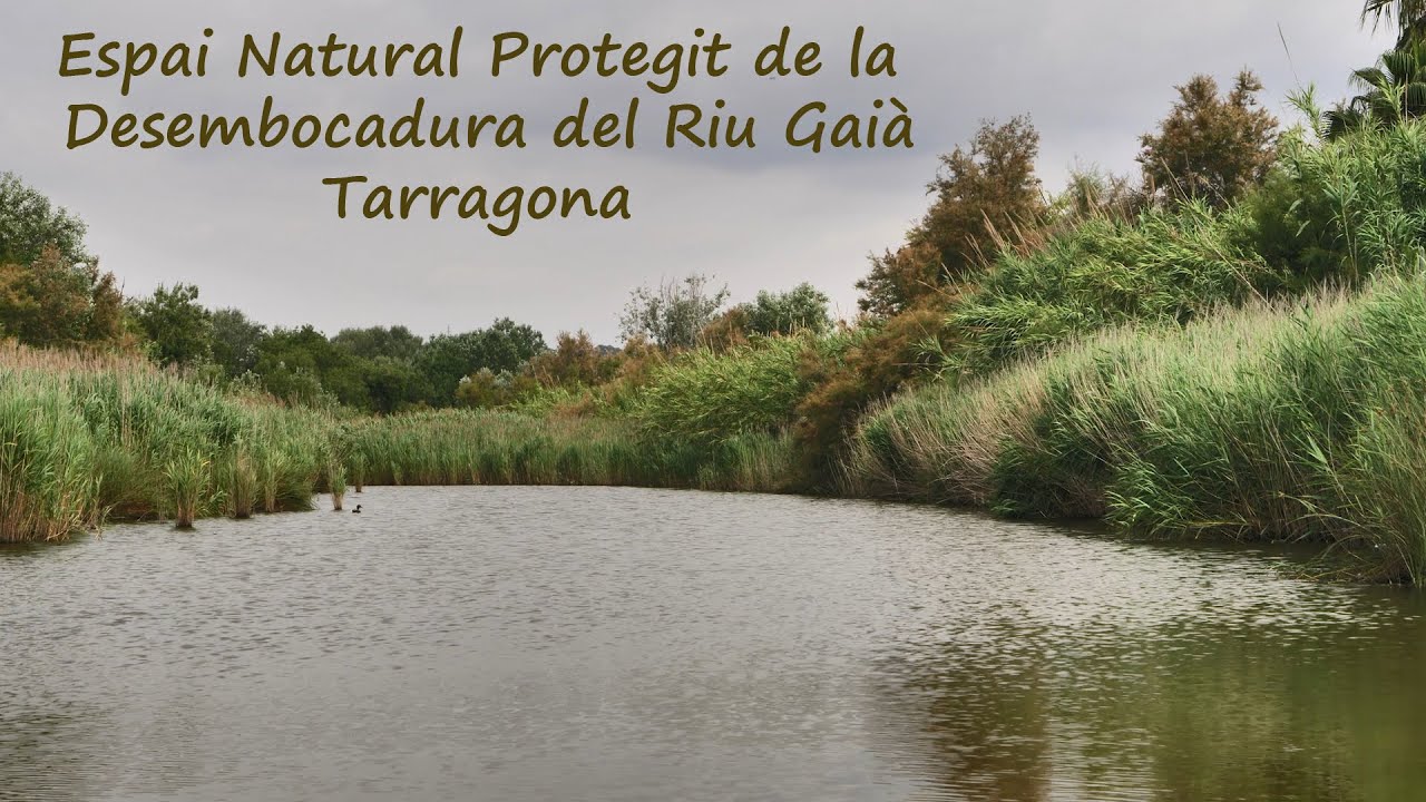 Wild Spain - Capítulo 178 - Espai Natural Protegit de la Desembocadura del Riu Gaià, Tarragona.