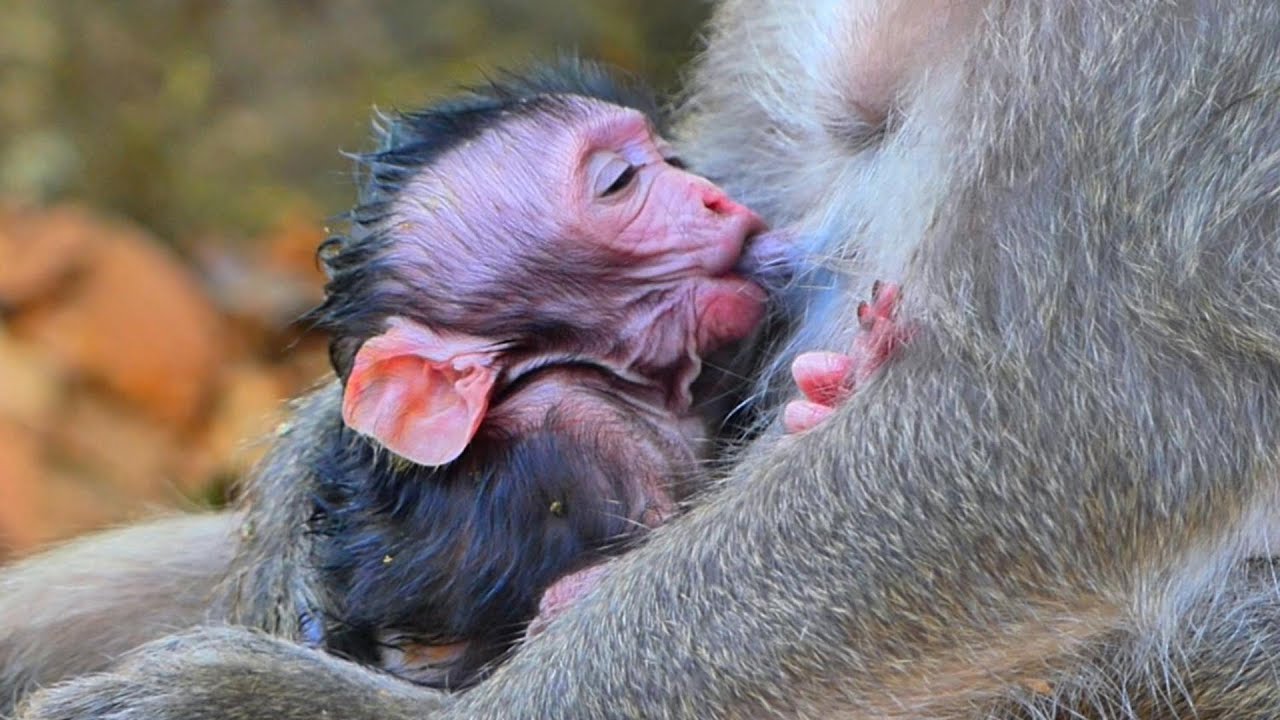 Healthy Feeding Day: Japper Had Plenty of Milk Today, | AmberTroop