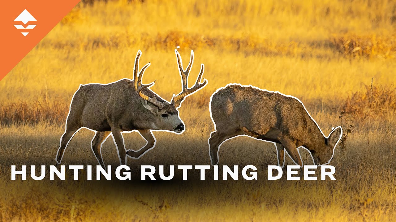 5 Tips To Hunt Mule Deer During the Rut