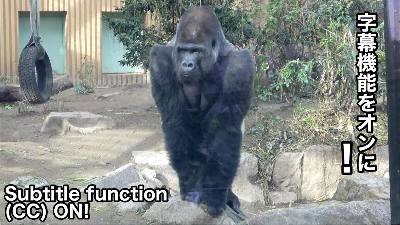 Silverback. Горилла замечает что-то странное и защищает свою семью. Момотаро.| Семья Момотаро
