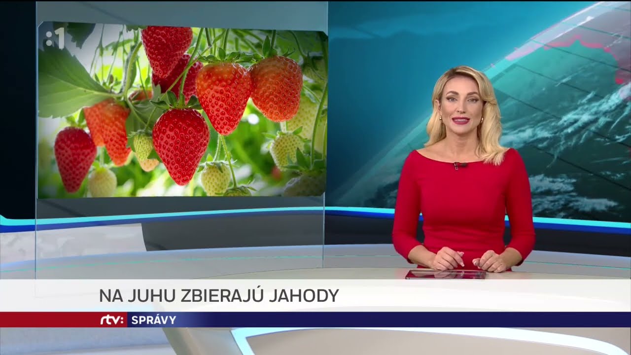 Na juhu zbierajú jahody (Správy RTVS)