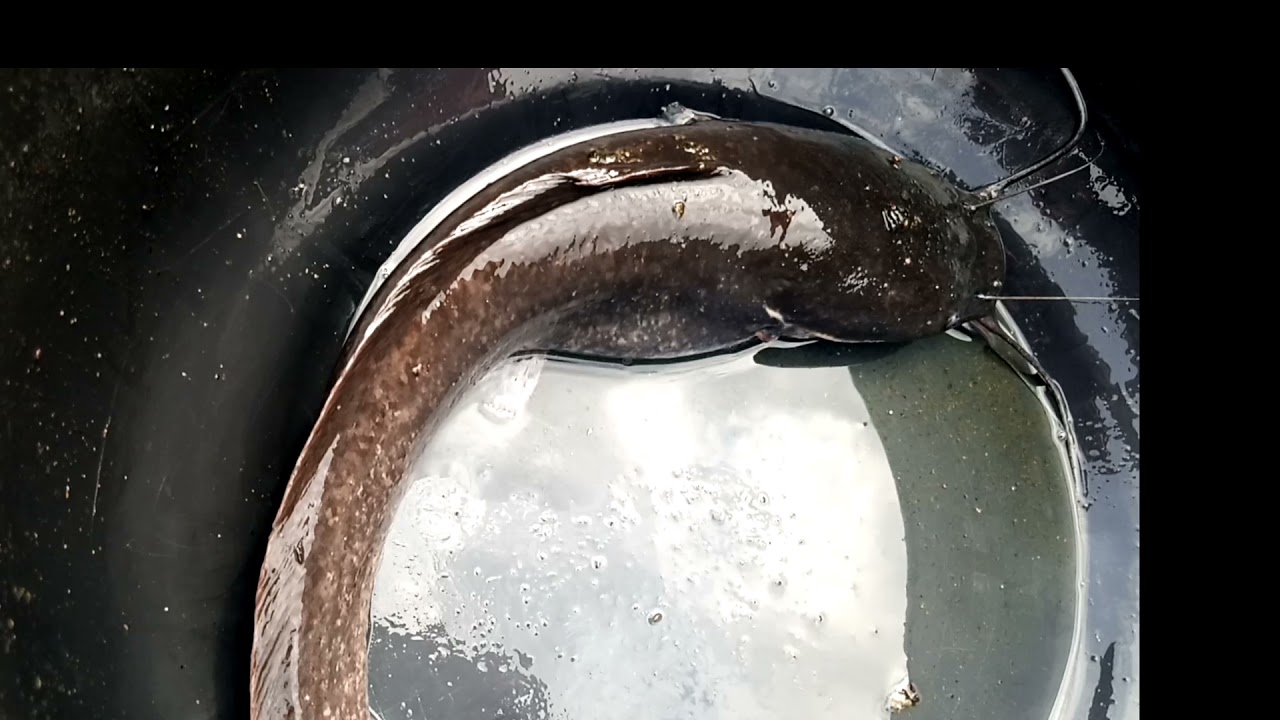 HOW TO WEIGH YOUR FISH