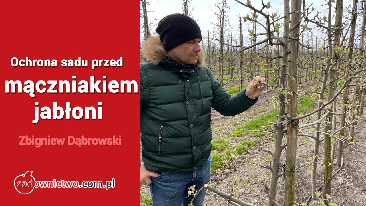 Ochrona sadu przed mączniakiem jabłoni - Zbigniew Dąbrowski