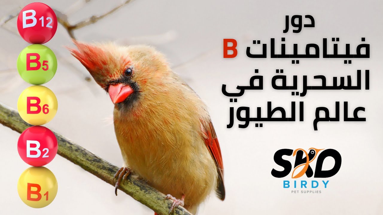 دور فيتامينات ب السحرية في عالم الطيور