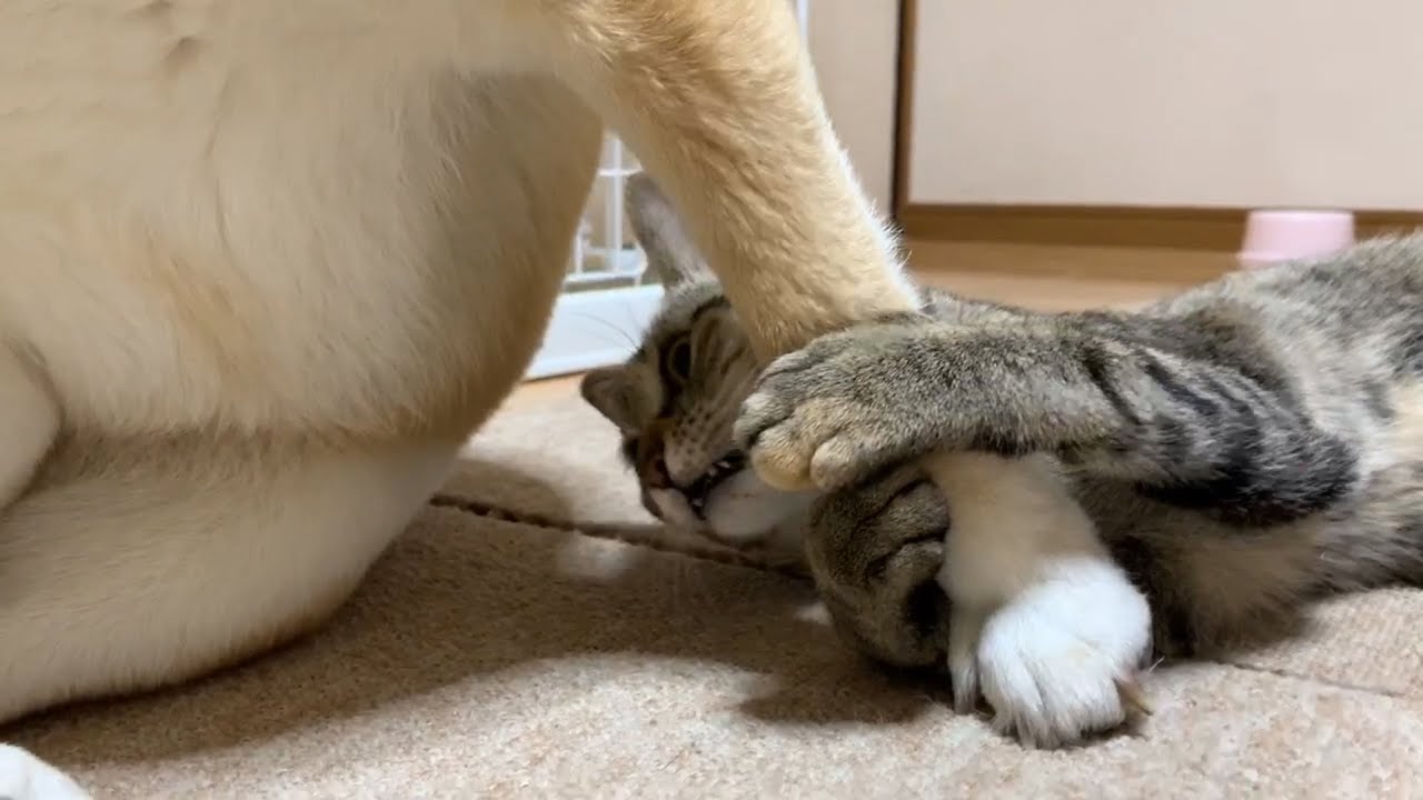背中で滑るように柴犬を追っかける猫　Cat slither