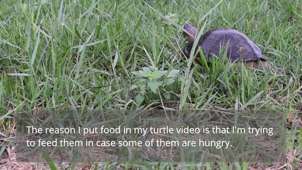 Giant Asian Pond turtle ( heosemys grandis )