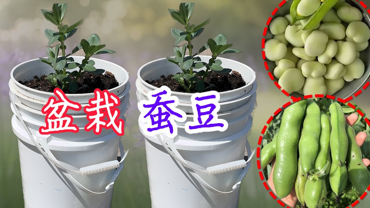 【种植小白必看】盆栽蚕豆 全攻略|从育苗、移栽、搭架、掐尖打枝 到留种|阳台种蚕豆
