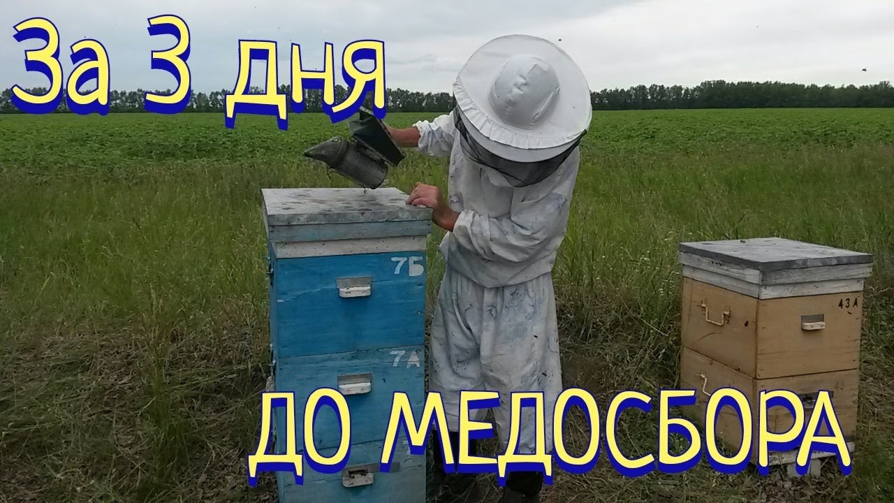 За три дня до медосбора .Отбор рамок с гречневым медом.Подготовка семьи к главному взятку.