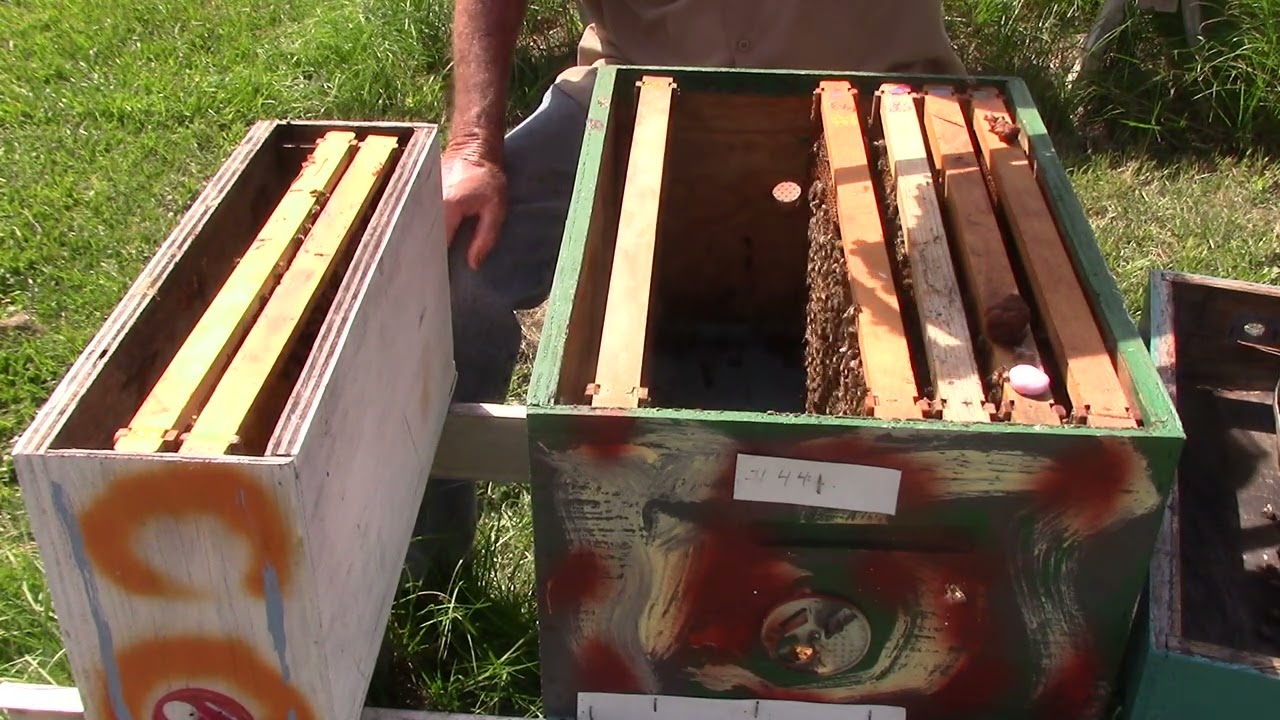 1152 ./How I make a small split in a 3 frame nuc. 3 year old blue queen at it again