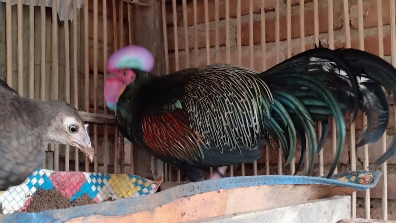 Belajar ternak ayam hutan hijau semoga berhasil