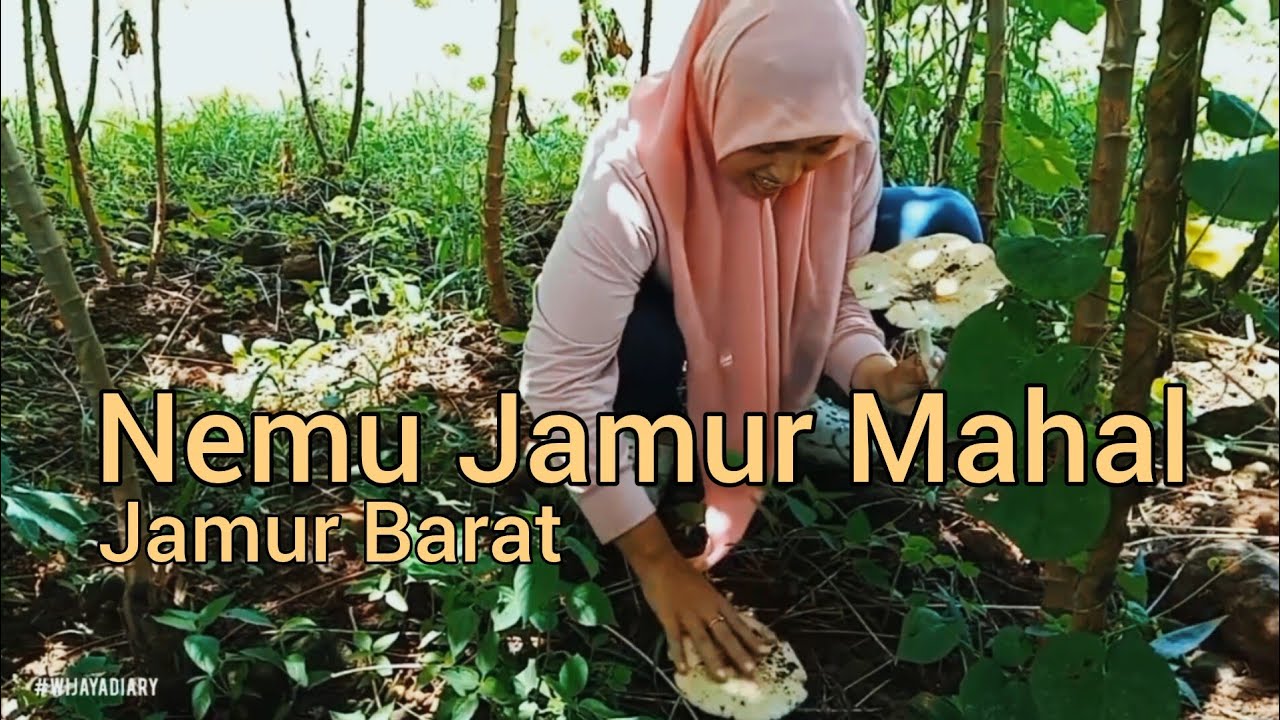 Nemu Jamur Mahal di Ladang, Jamur Barat