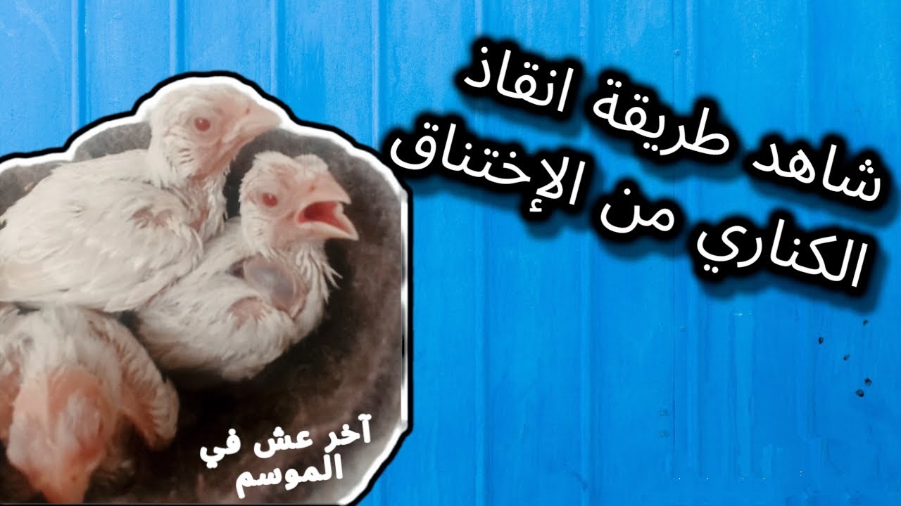 طريقتي في انقاذ فراخ الكناري من الإختناق ، و طرق تجنب انتفاخ الحوصلة بالهواء Phoenix.A.S