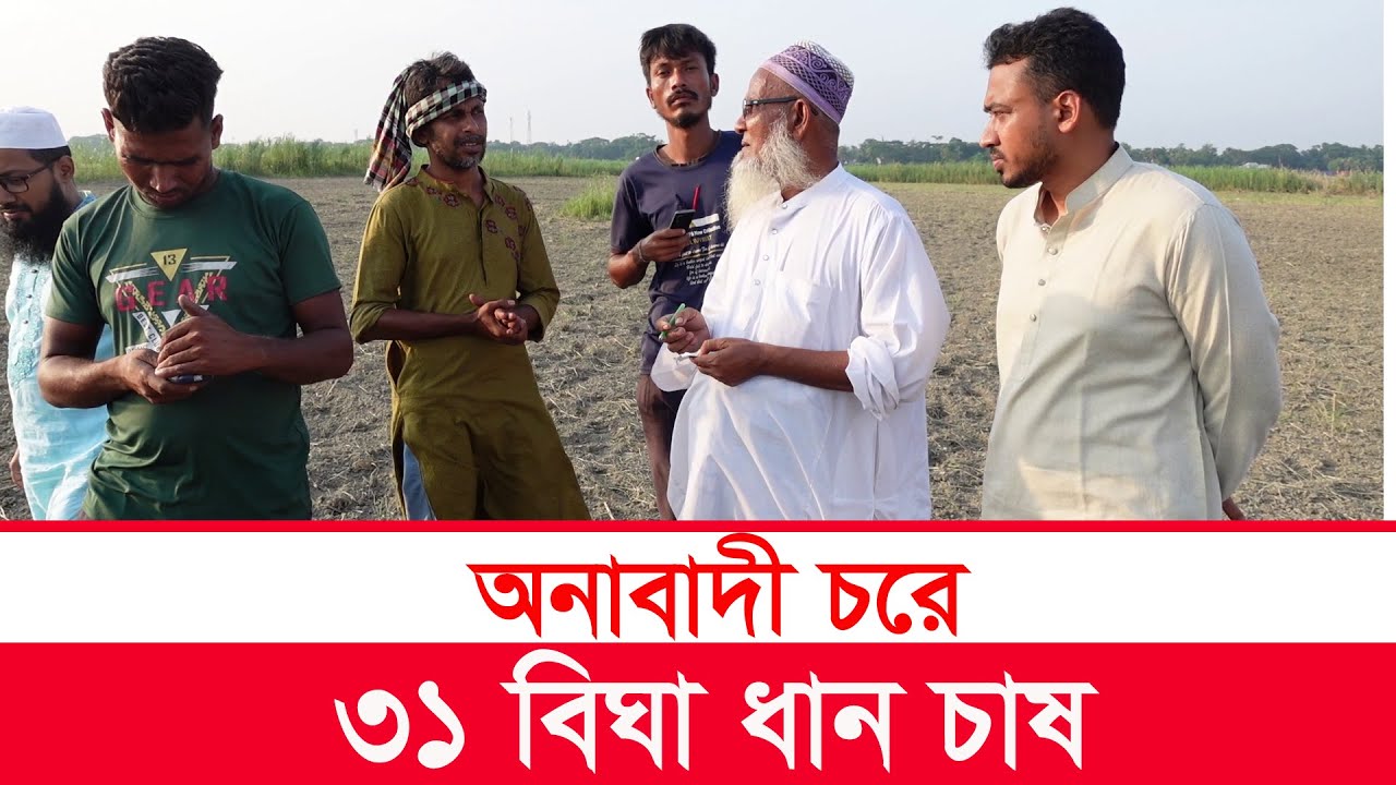 চরে ৩১ বিঘা চাষ | rural | rural life | padmar char | mahamudul hasan | Y Bee