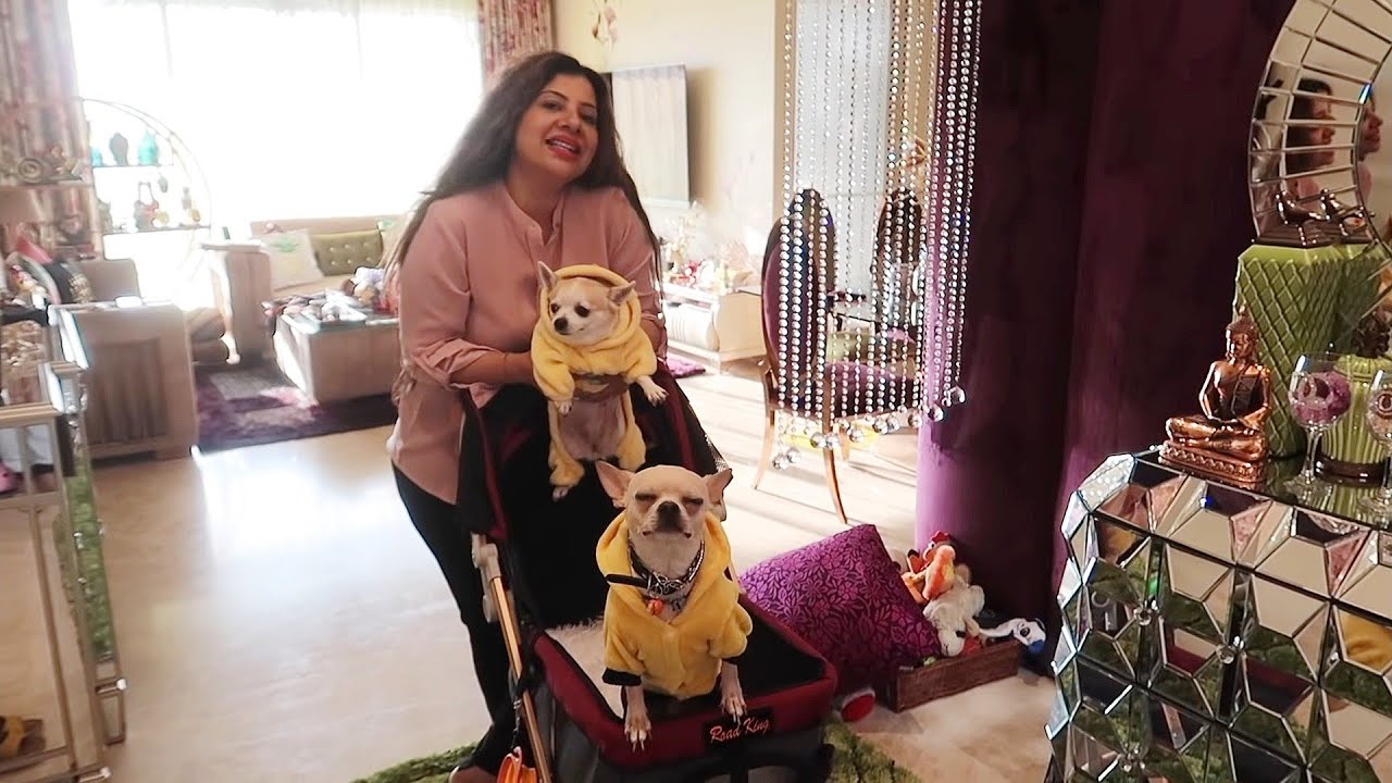 When Candy Met Her Boyfriend Habibi | Adorable Chihuahua Couple | Ss vlogs :-)