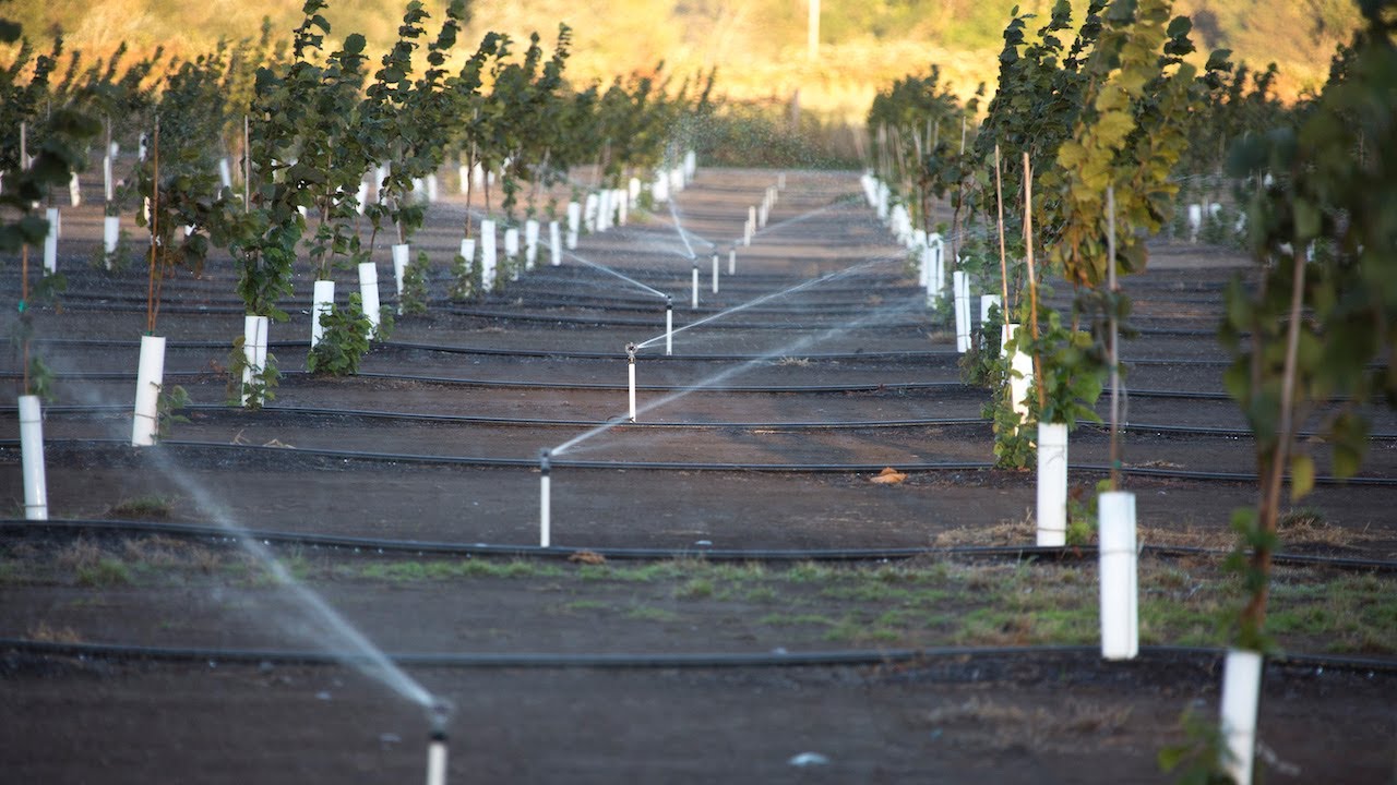 Hazelnut Orchard Irrigation Trends & Considerations