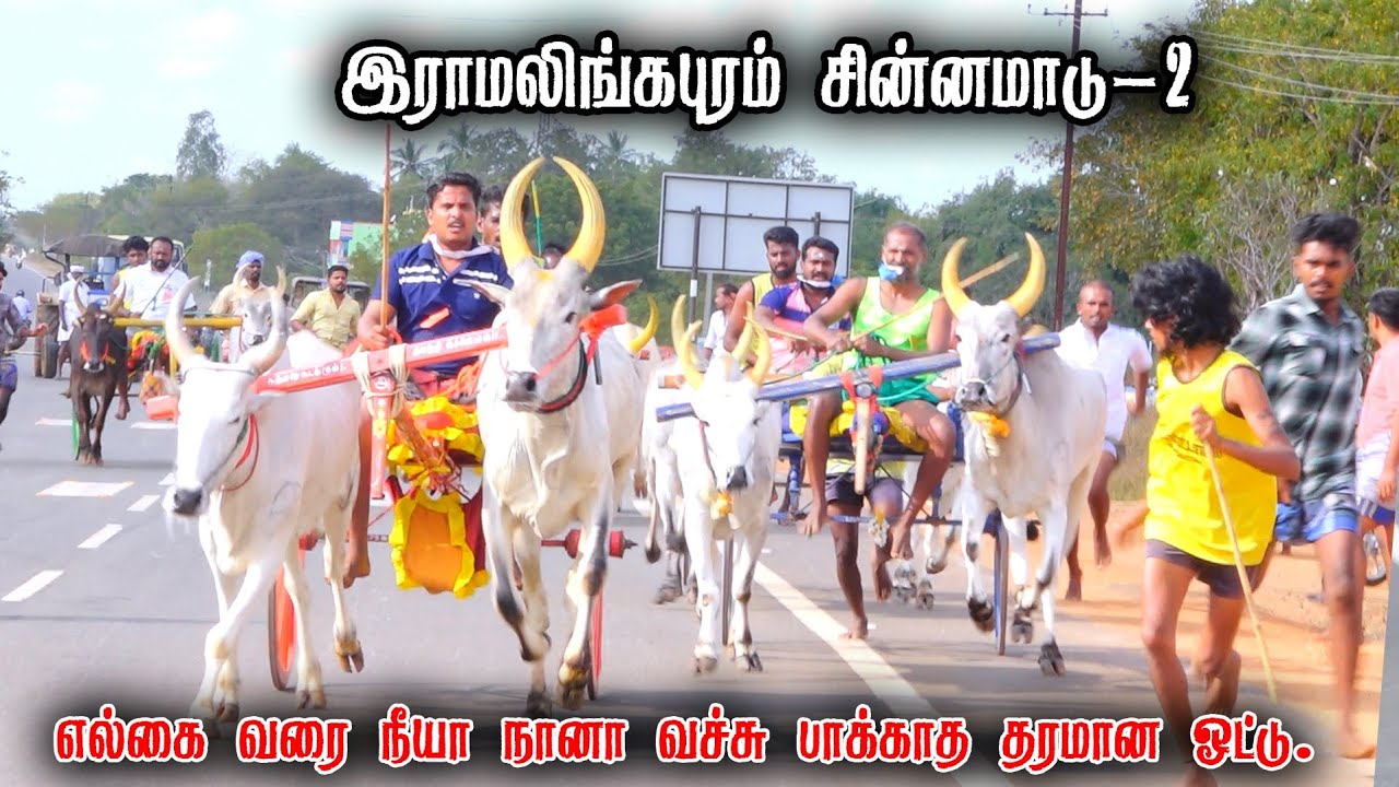 இராமலிங்கபுரம் சின்னமாடு-2 பந்தயம் 24-02-2026|Periyamadu  Race