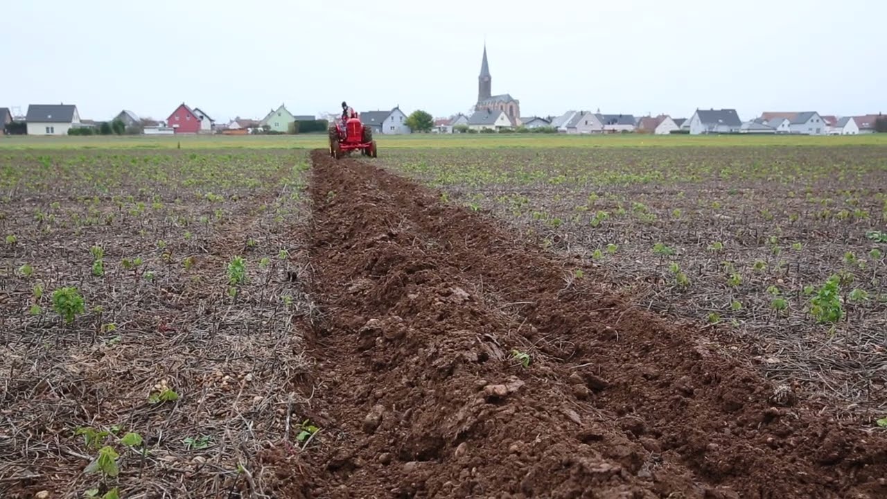 Labour à l'ancienne avec Massey Harris 81