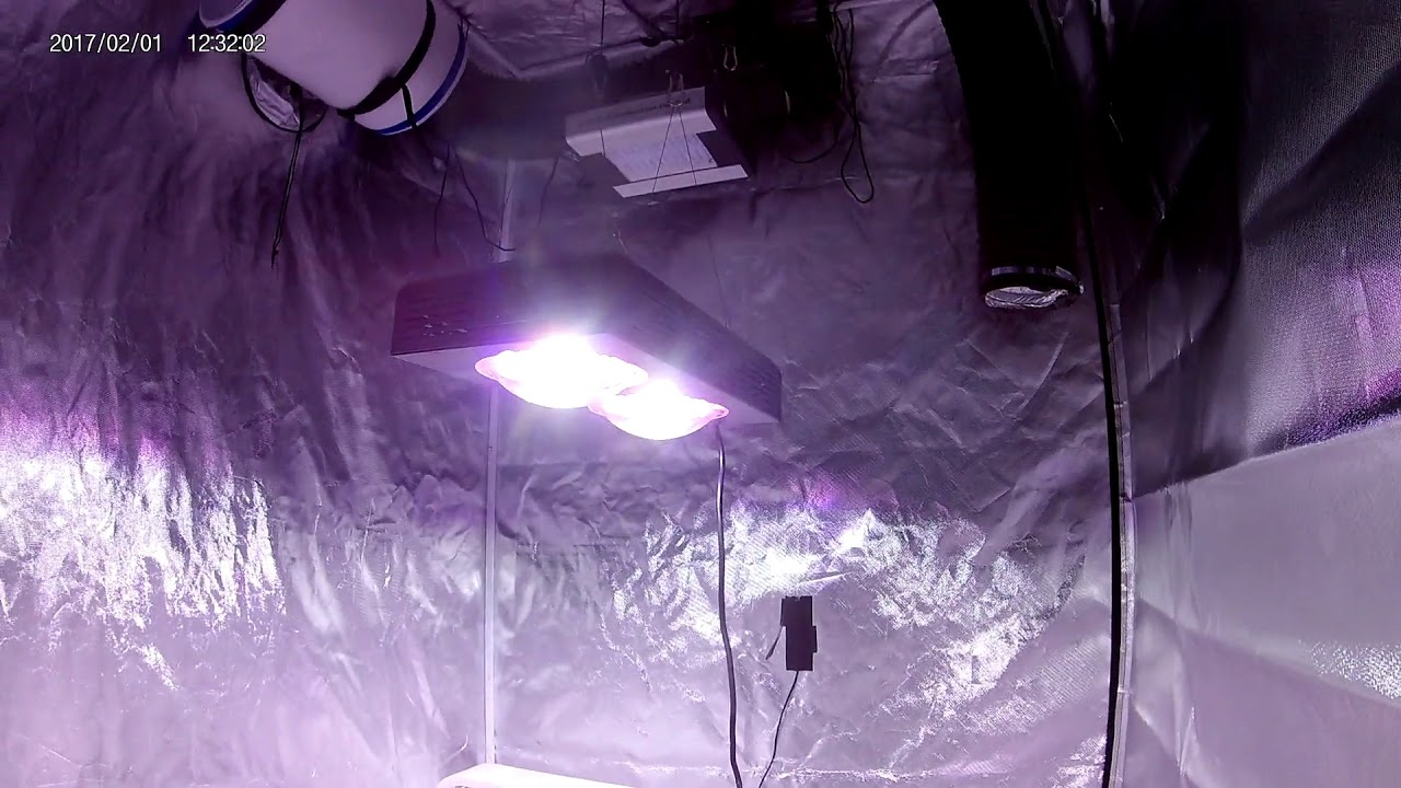 Meizhi 600W CREE COB Grow Light Review!