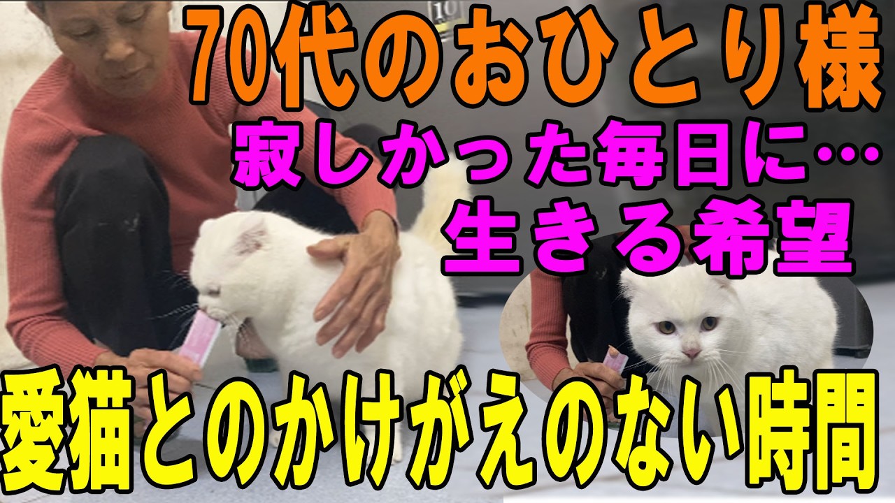 【70代一人暮らし】孤独な老後が一変…「この子がいるから」愛猫との静かで幸せなふたり暮らし