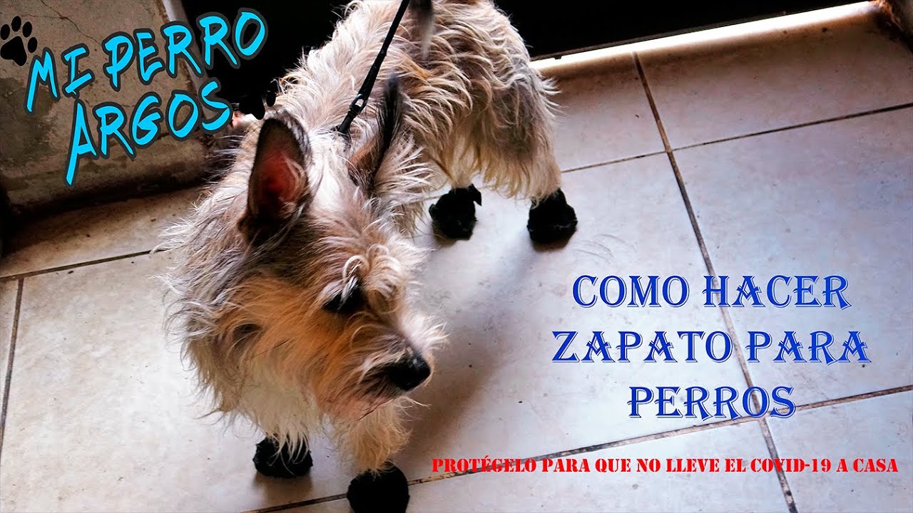 Como hacer ZAPATOS PARA PERROS para protegerlos del sol y contaminación, como tomar medidas, Argos
