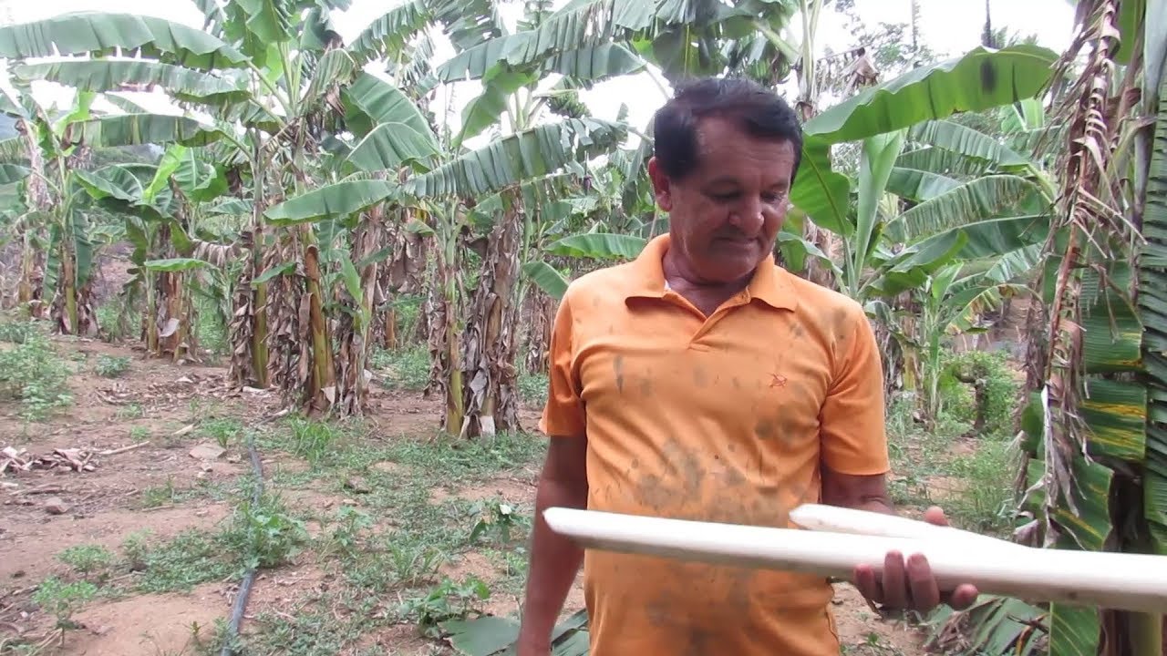 COMO FAZER O PALMITO DA BANANEIRA