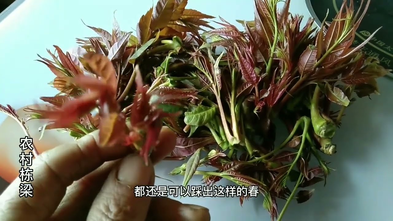 红香椿和青香椿有这些区别，摘些红香椿回去吃！这是最晚的椿芽吗 1